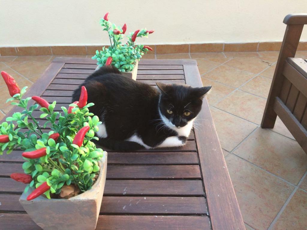 B&B Villa Sul Golfo Quartu SantʼElena Eksteriør bilde